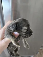 AKC Female, a female Dachshund for sale in Casa Grande, AZ – 3 of 9