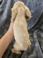 AKC Dora's Buff Girl, TEXT 520-254-7407, a female Cocker Spaniel for sale in Casa Grande, AZ – 8 of 10