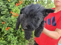 AKC Girl, a female Scottish Terrier for sale in Casa Grande, AZ – 4 of 6