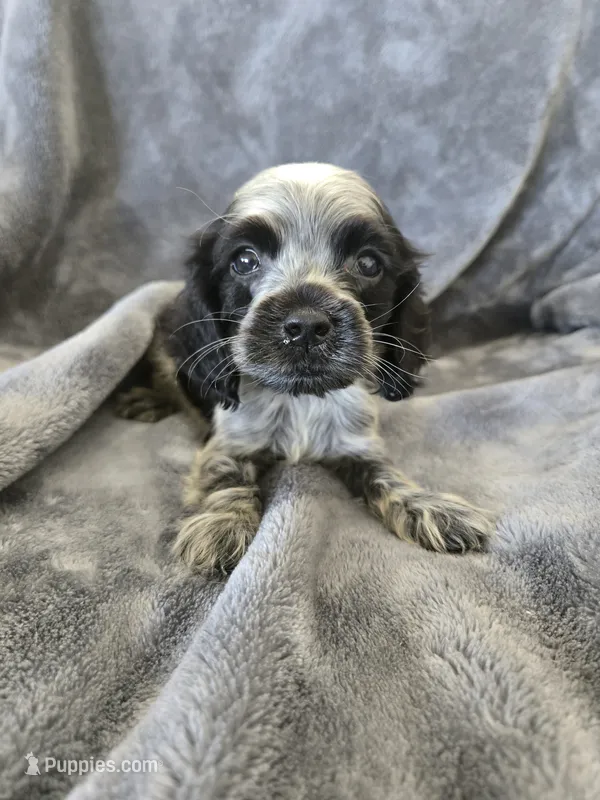 AKC Dora's Roan Girl, TEXT 520-254-7407 – Cocker Spaniel puppy for sale in Casa Grande, AZ