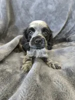 AKC Dora's Roan Girl, TEXT 520-254-7407, a female Cocker Spaniel for sale in Casa Grande, AZ – 1 of 10
