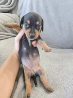 AKC Short Haired Girl - TEXT 520-254-7407 , a female Dachshund for sale in Casa Grande, AZ – 2 of 10