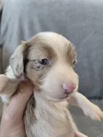 AKC Long Haired Girl - TEXT 520-254-7407 , a female Dachshund for sale in Casa Grande, AZ – 3 of 9