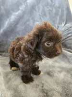 AKC Bisque's Brown Girl, White Paws, TEXT 520-254-7407, a female Havanese for sale in Casa Grande, AZ – 4 of 9