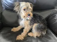 AKC Male $1000 TEXT 520-254-7407 , a male Yorkshire Terrier for sale in Casa Grande, AZ – 2 of 8