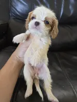AKC Female, a female Cavalier King Charles Spaniel for sale in Casa Grande, AZ – 7 of 9