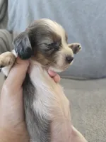 AKC Long Hair Dapple Girl - TEXT 520-254-7407 , a female Dachshund for sale in Casa Grande, AZ – 6 of 10