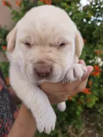AKC Timber's Female, a female Labrador Retriever for sale in Casa Grande, AZ – Photo 4 of 10