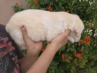 AKC Timber's Female, a female Labrador Retriever for sale in Casa Grande, AZ – Photo 7 of 10