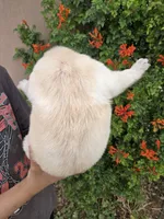 AKC Timber's Female, a female Labrador Retriever for sale in Casa Grande, AZ – Photo 9 of 10