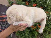 AKC Timber's Female, a female Labrador Retriever for sale in Casa Grande, AZ – Photo 10 of 10