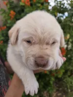 AKC Timber's Female, a female Labrador Retriever for sale in Casa Grande, AZ – Photo 3 of 10