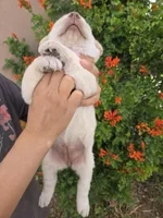 AKC Timber's Female, a female Labrador Retriever for sale in Casa Grande, AZ – Photo 6 of 10