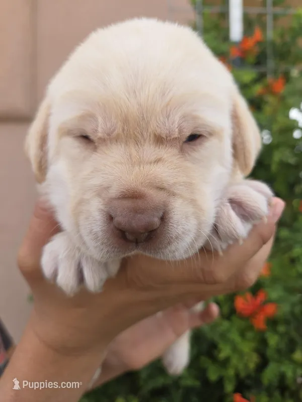 AKC Timber's Female – Labrador Retriever puppy for sale in Casa Grande, AZ