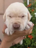 AKC Timber's Female, a female Labrador Retriever for sale in Casa Grande, AZ – Photo 1 of 10