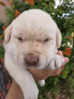 AKC Timber's Female, a female Labrador Retriever for sale in Casa Grande, AZ – Photo 8 of 10