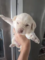 AKC Timber's Female, a female Labrador Retriever for sale in Casa Grande, AZ – Photo 2 of 10