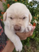 AKC Timber's Female, a female Labrador Retriever for sale in Casa Grande, AZ – Photo 5 of 10