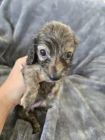 AKC Brindle Male 2, TEXT 520-254-7407, a male Dachshund for sale in Casa Grande, AZ – 5 of 7