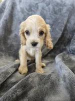 AKC Dora's Buff Girl, TEXT 520-254-7407, a female Cocker Spaniel for sale in Casa Grande, AZ – 3 of 10