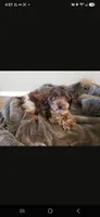 AKC Ava's Girl, TEXT 520-254-7407 , a female Havanese for sale in Casa Grande, AZ – 10 of 10