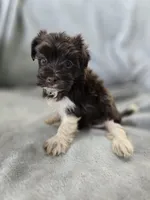 AKC Ava's Girl, TEXT 520-254-7407 , a female Havanese for sale in Casa Grande, AZ – 4 of 10