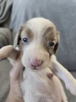 AKC Long Haired Girl - TEXT 520-254-7407 , a female Dachshund for sale in Casa Grande, AZ – 4 of 9