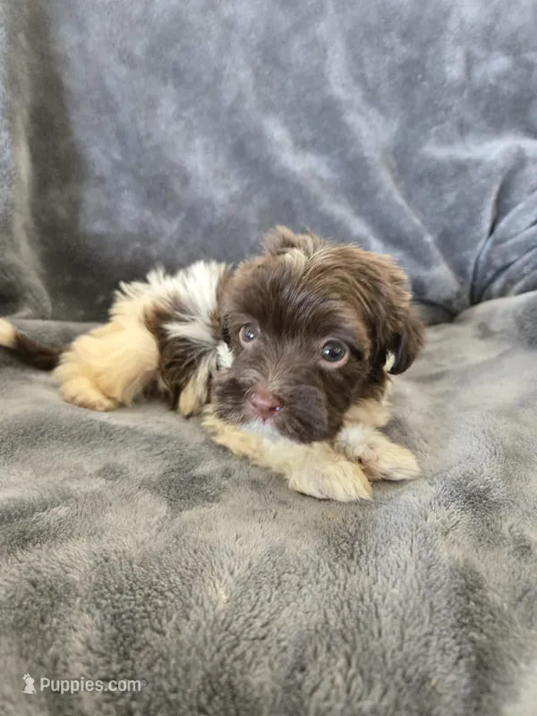 AKC Parti Girl 2, TEXT 520-254-7407 – Havanese puppy for sale in Casa Grande, AZ