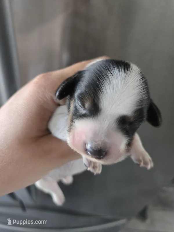 Short Hair Boy - TEXT 520-254-7407  – Dachshund puppy for sale in Casa Grande, AZ