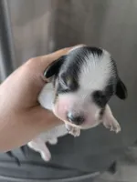 Short Hair Boy - TEXT 520-254-7407 , a male Dachshund for sale in Casa Grande, AZ – 3 of 8