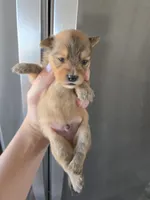 AKC Parents - Yorkie/Pomeranian Mix - TEXT 520-254-7407 , a male Pomeranian and Yorkshire Terrier for sale in Casa Grande, AZ – 3 of 10