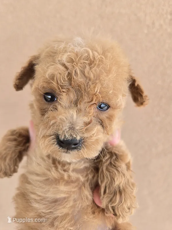 AKC Female – Poodle - Toy  puppy for sale in Casa Grande, AZ