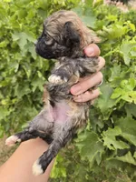 AKC Daisy's Sable Boy, a male Havanese for sale in Casa Grande, AZ – 5 of 7