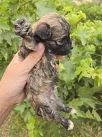 AKC Daisy's Sable Boy, a male Havanese for sale in Casa Grande, AZ – 7 of 7