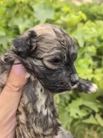 AKC Daisy's Sable Boy, a male Havanese for sale in Casa Grande, AZ – 3 of 7