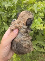 AKC Daisy's Sable Boy, a male Havanese for sale in Casa Grande, AZ – 6 of 7