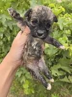 AKC Daisy's Sable Boy, a male Havanese for sale in Casa Grande, AZ – 2 of 7
