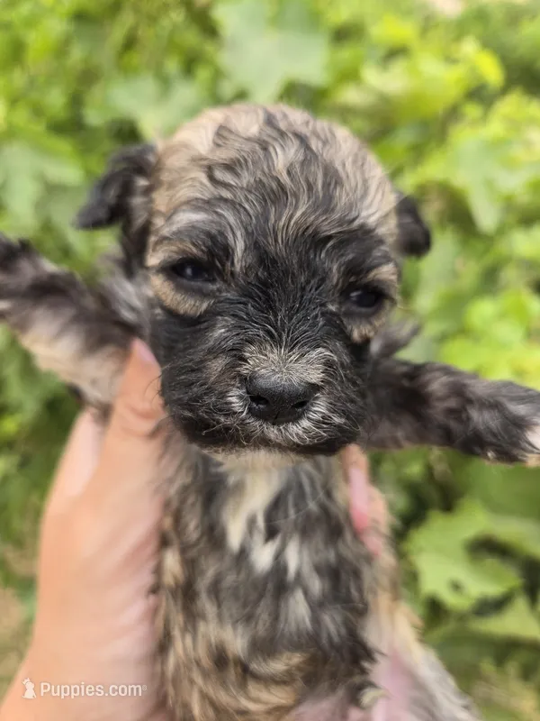 AKC Daisy's Sable Boy – Havanese puppy for sale in Casa Grande, AZ