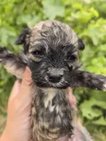 AKC Daisy's Sable Boy, a male Havanese for sale in Casa Grande, AZ – 1 of 7