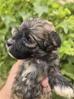 AKC Daisy's Sable Boy, a male Havanese for sale in Casa Grande, AZ – 4 of 7