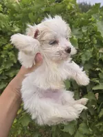 Lucy's Purebred Boy, a male Havanese for sale in Casa Grande, AZ – 4 of 5