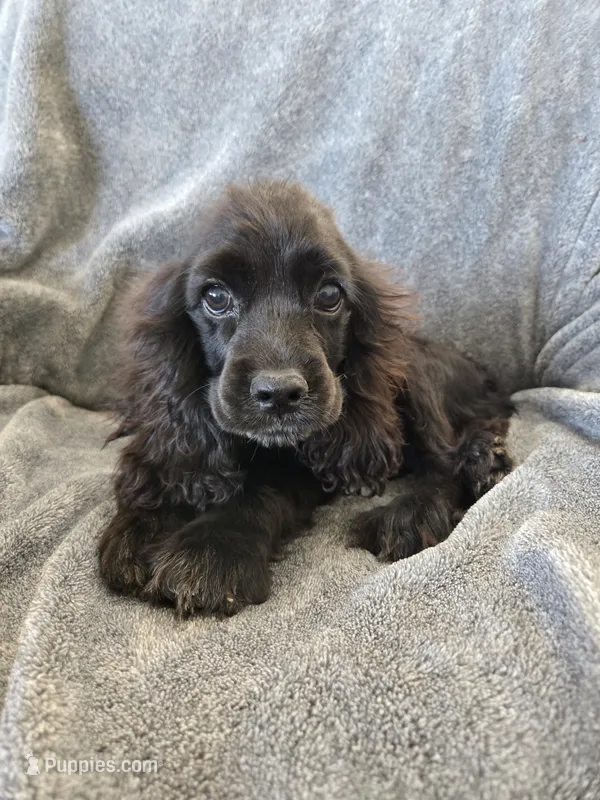 AKC Dora's Black Boy, Text 520-254-7407  – Cocker Spaniel puppy for sale in Casa Grande, AZ