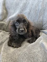AKC Dora's Black Boy, Text 520-254-7407 , a male Cocker Spaniel for sale in Casa Grande, AZ – 1 of 10