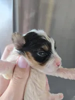 AKC Parti Yorkie Female - TEXT 520-254-7407 , a female Yorkshire Terrier for sale in Casa Grande, AZ – 2 of 9