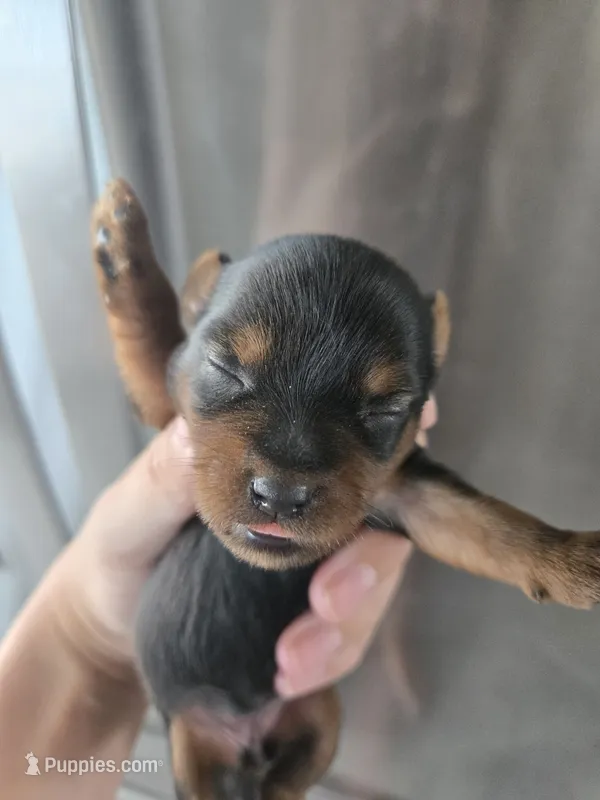 AKC Female - TEXT 520-254-7407  – Yorkshire Terrier puppy for sale in Casa Grande, AZ