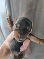 AKC Female - TEXT 520-254-7407 , a female Yorkshire Terrier for sale in Casa Grande, AZ – 1 of 9