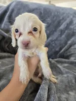 AKC White Male, TEXT 520-254-7407, a male Dachshund for sale in Casa Grande, AZ – 4 of 8
