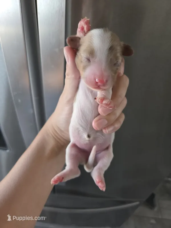 Short Hair Female - TEXT 520-254-7407  – Dachshund puppy for sale in Casa Grande, AZ