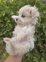 Lucy's Purebred Boy, a male Havanese for sale in Casa Grande, AZ – 3 of 5