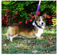 AKC Twix's Girl 1, a female Pembroke Welsh Corgi for sale in Casa Grande, AZ – Photo 10 of 10